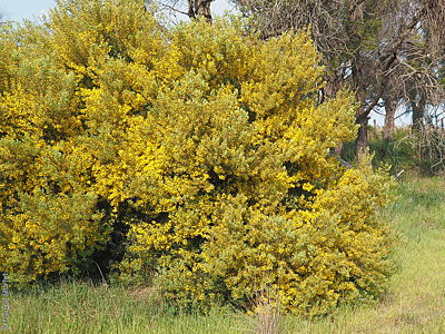 Acacia brachybotrya plnt Denzel Murfet Woodchester
